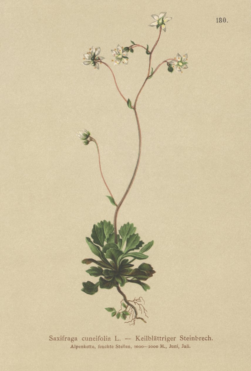 Daha az Londra gururu (Saxifraga cuneifolia) by German School