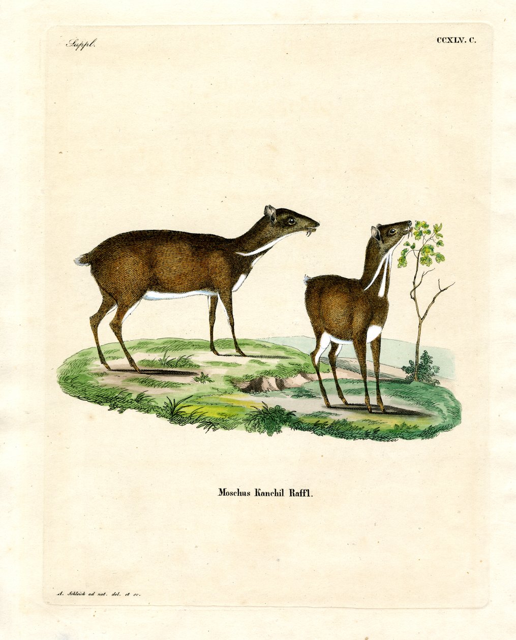 Küçük Fare Geyik (renkli gravür) by German School