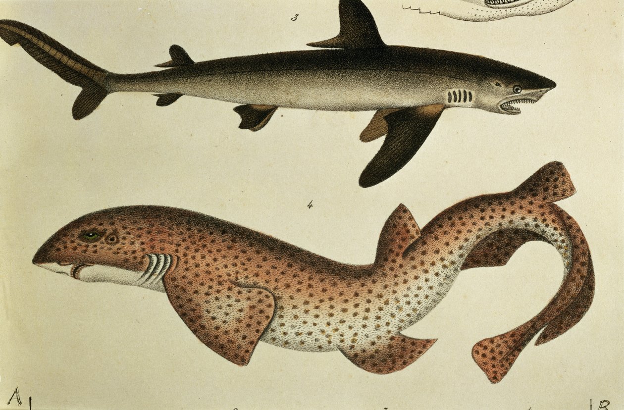 Küçük Benekli Dogfish, Pl. 93, H.R. Schinz, 1836 by German School
