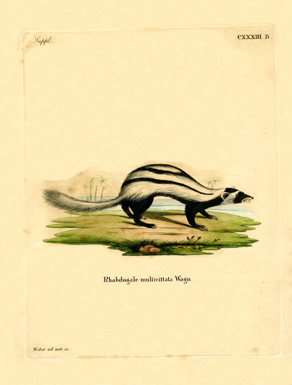 Libya Çizgili Gelincik (renkli gravür) by German School