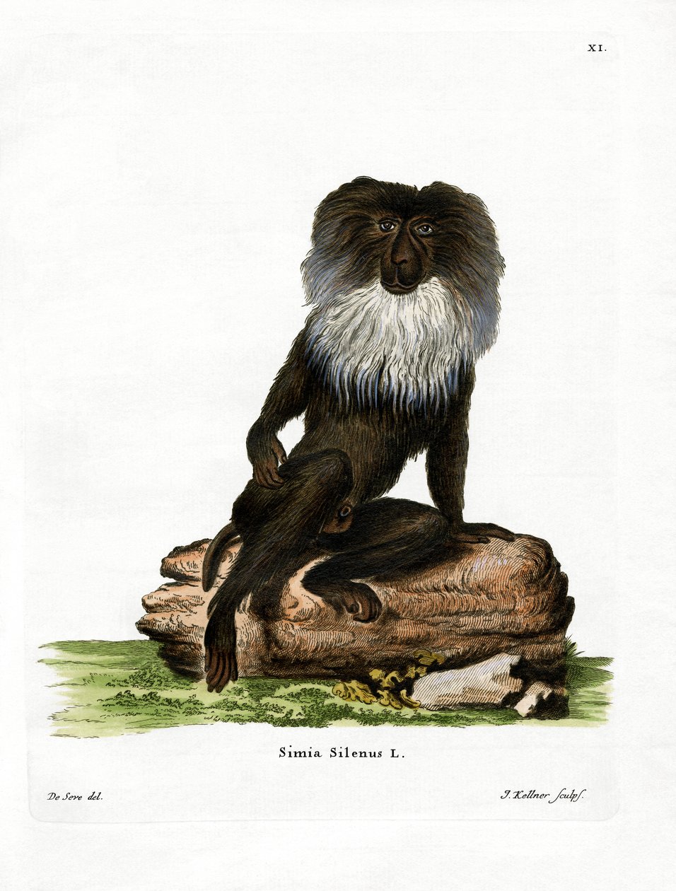 Aslan kuyruklu makak (renkli gravür) by German School