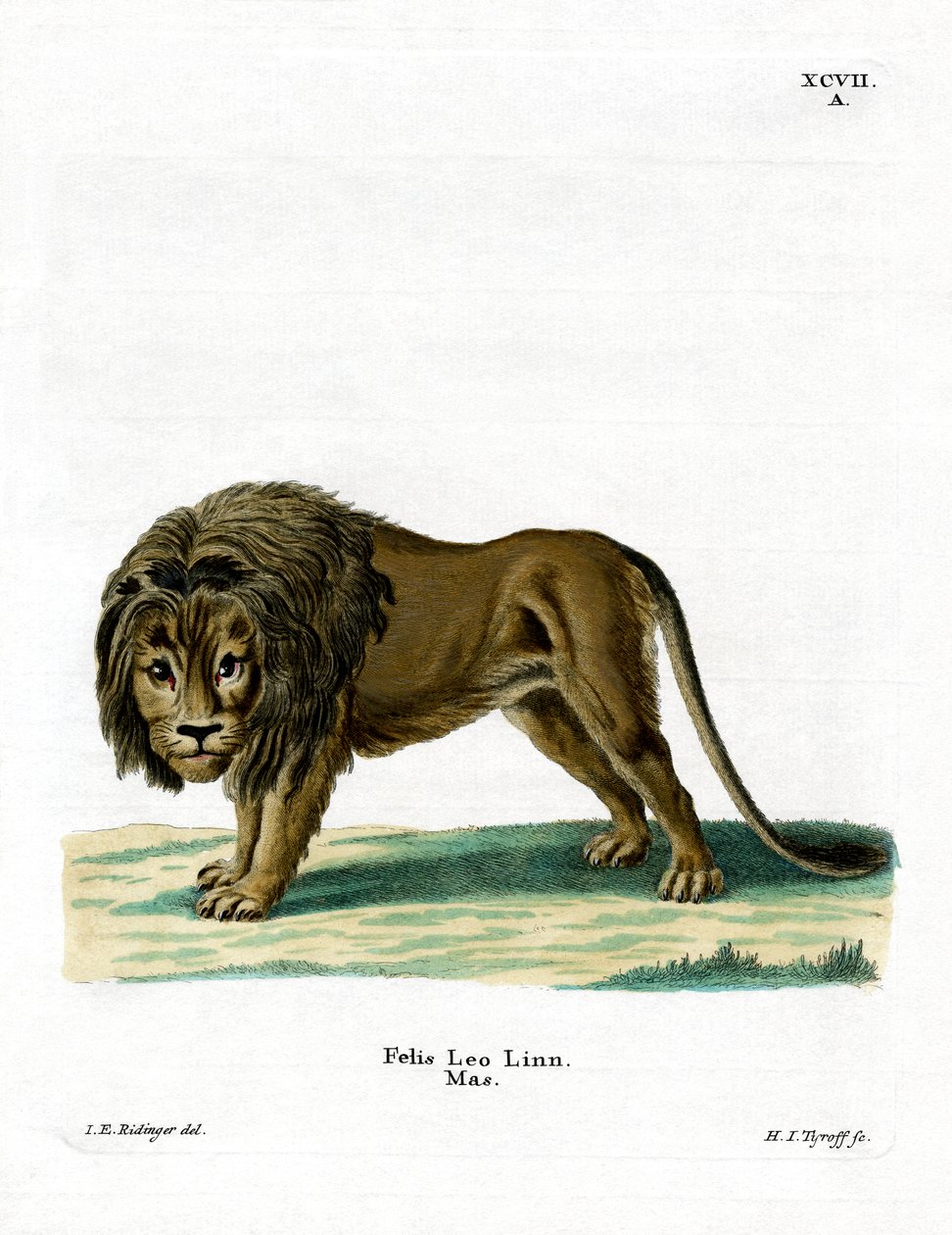 Aslan (renkli gravür) by German School