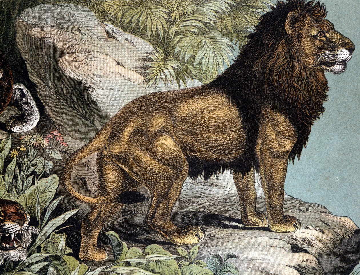 Aslan - “Memelilerin Doğal Tarihi”nde, ed. Schreiber, Münih by German School