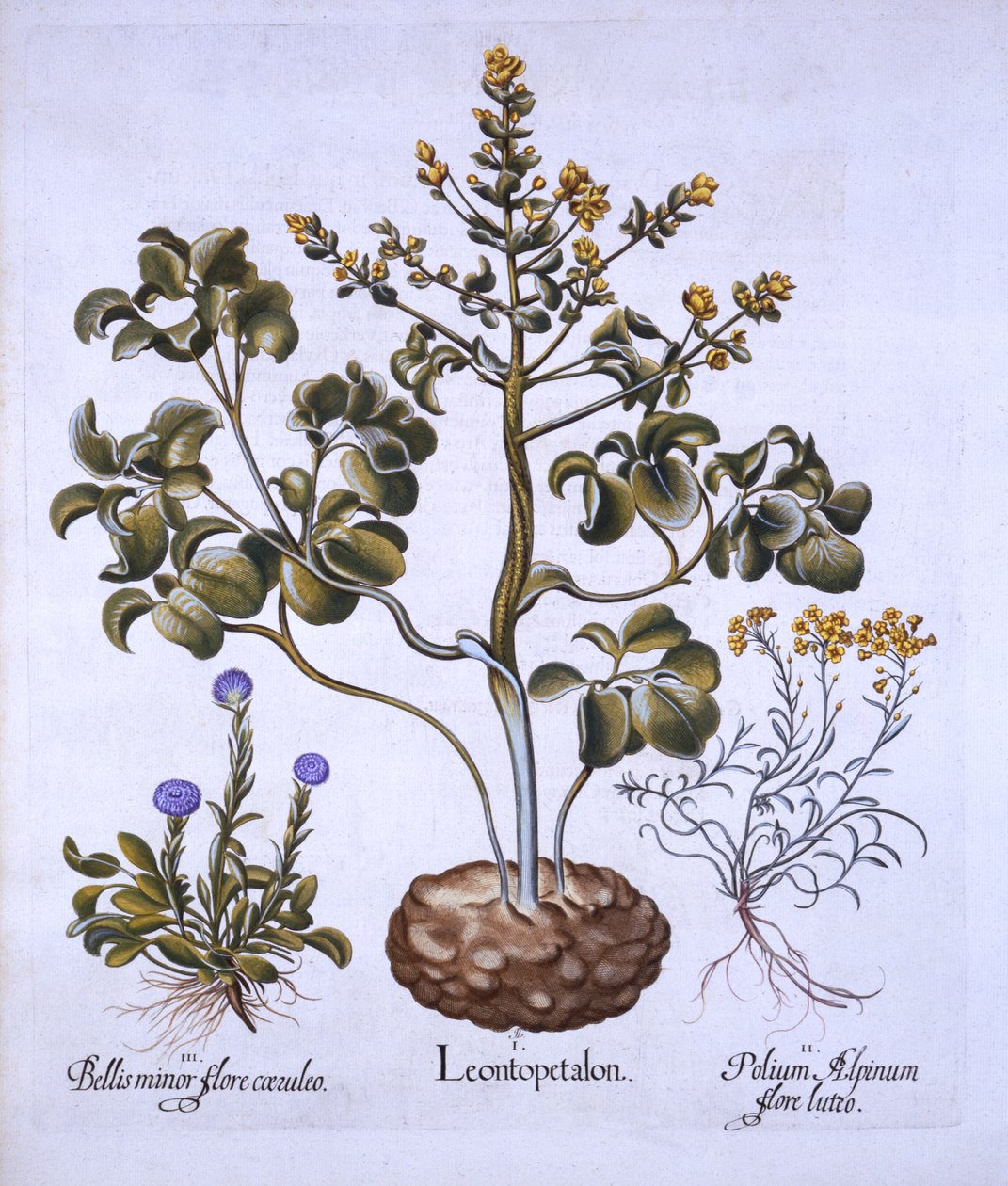 Hortus Eystettensis