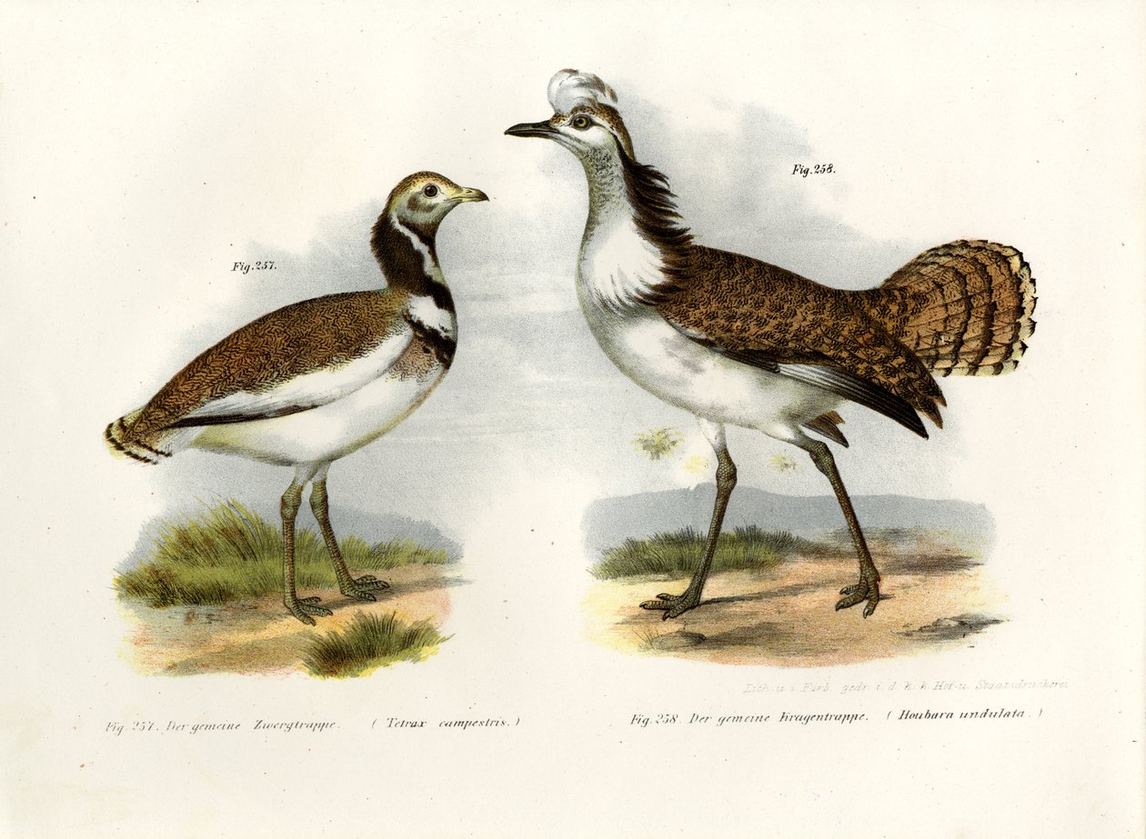 Küçük Tavşan, 1864 by German School