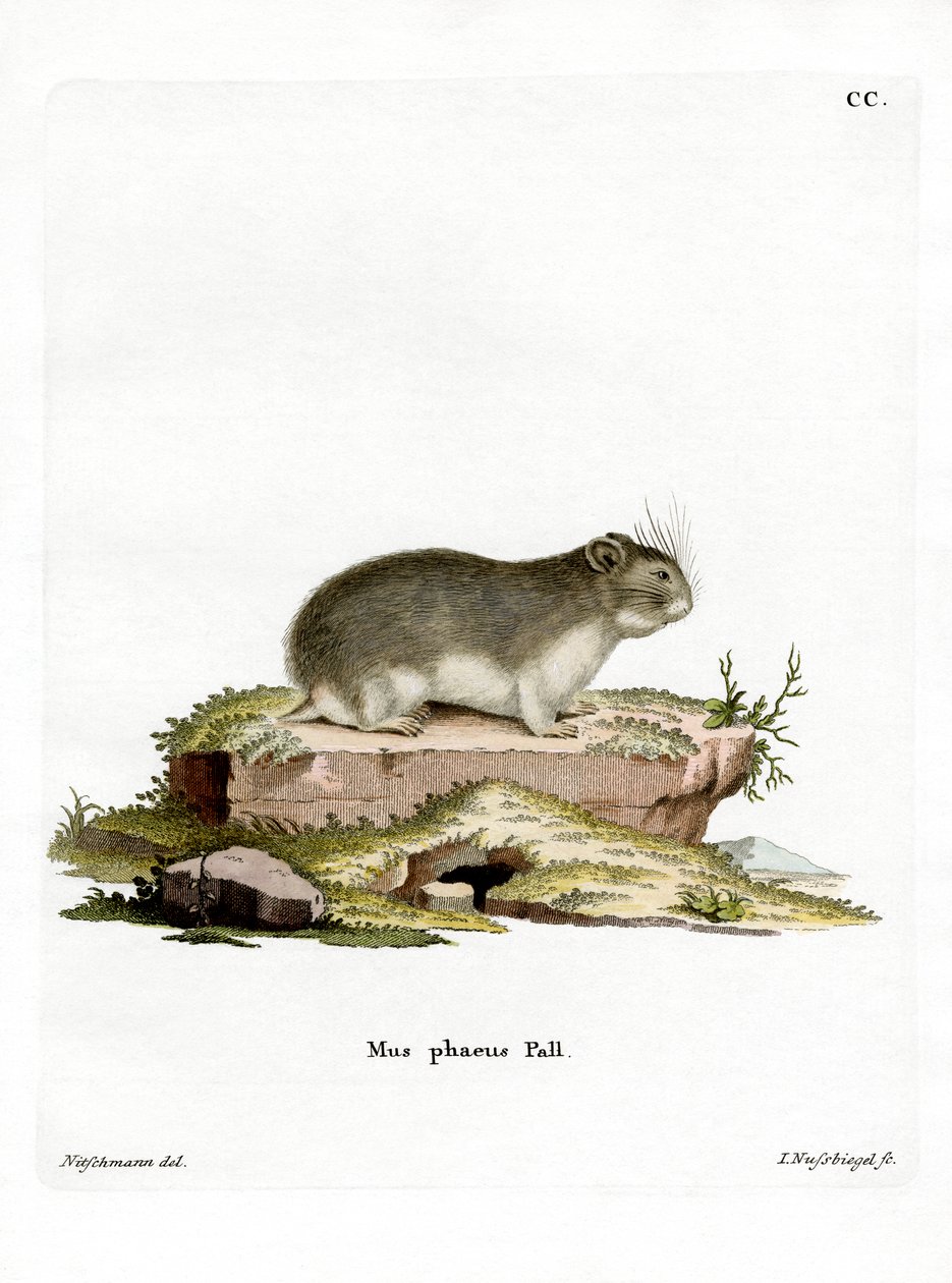 Küçük Gri Hamster (renkli gravür) by German School