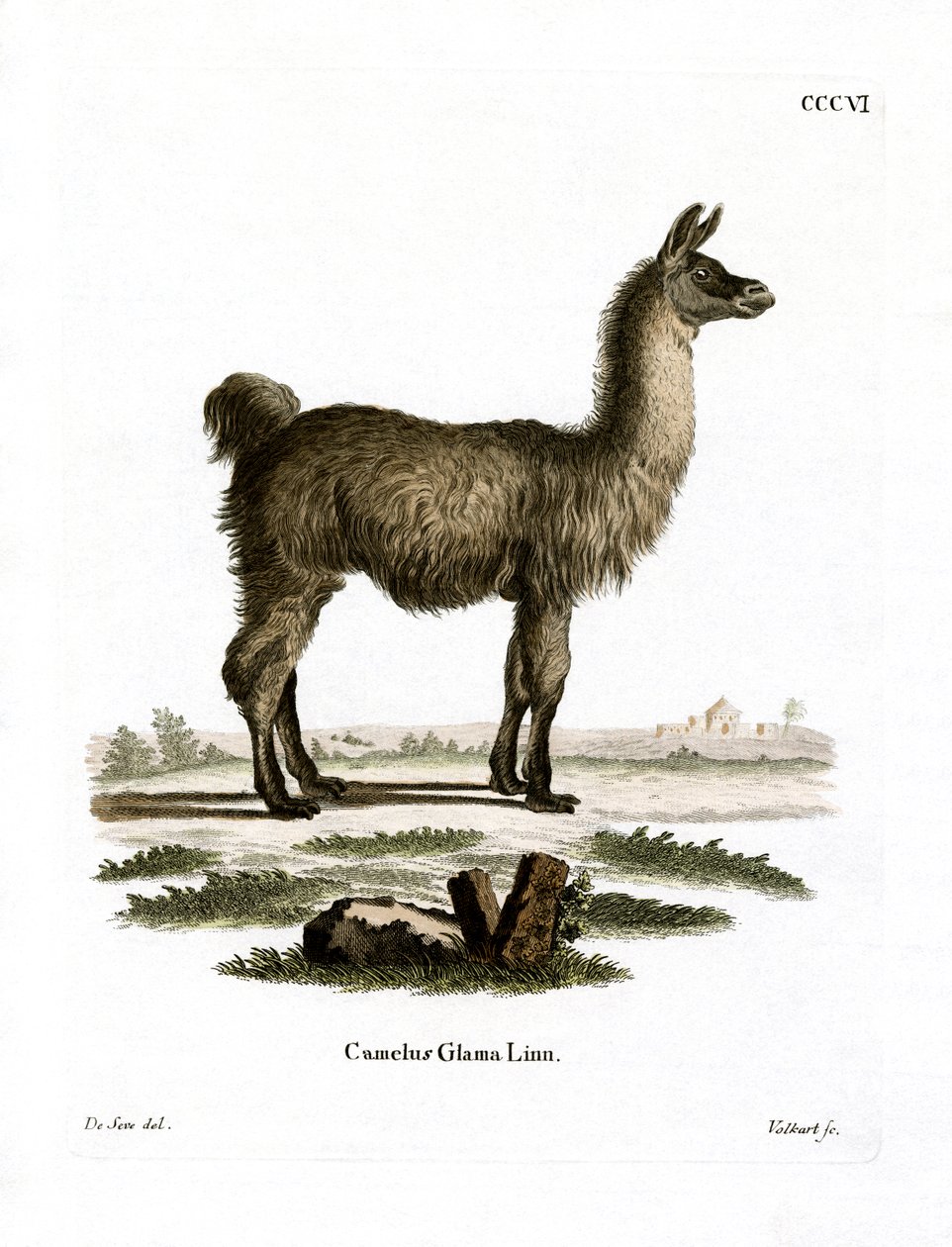 Lama (renkli gravür) by German School