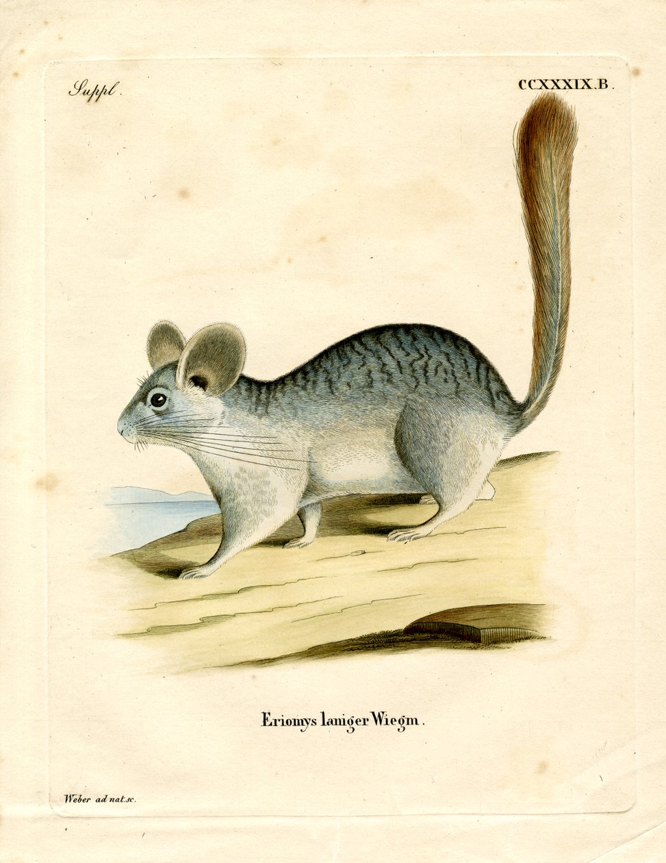 Uzun kuyruklu Chinchilla (renkli gravür) by German School