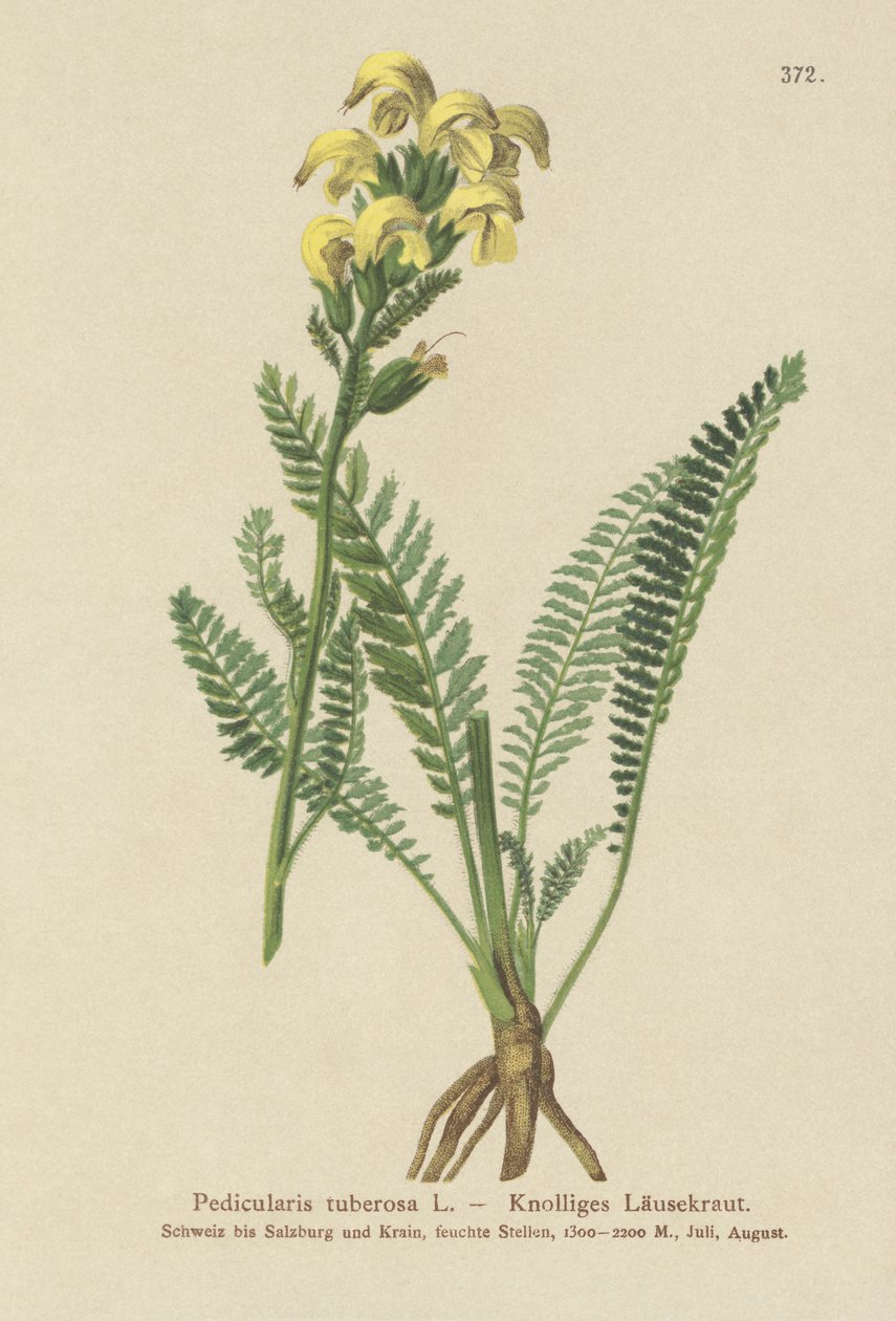 Uzun Gagalı Sarı Lokma (Pedicularis tuberosa) by German School