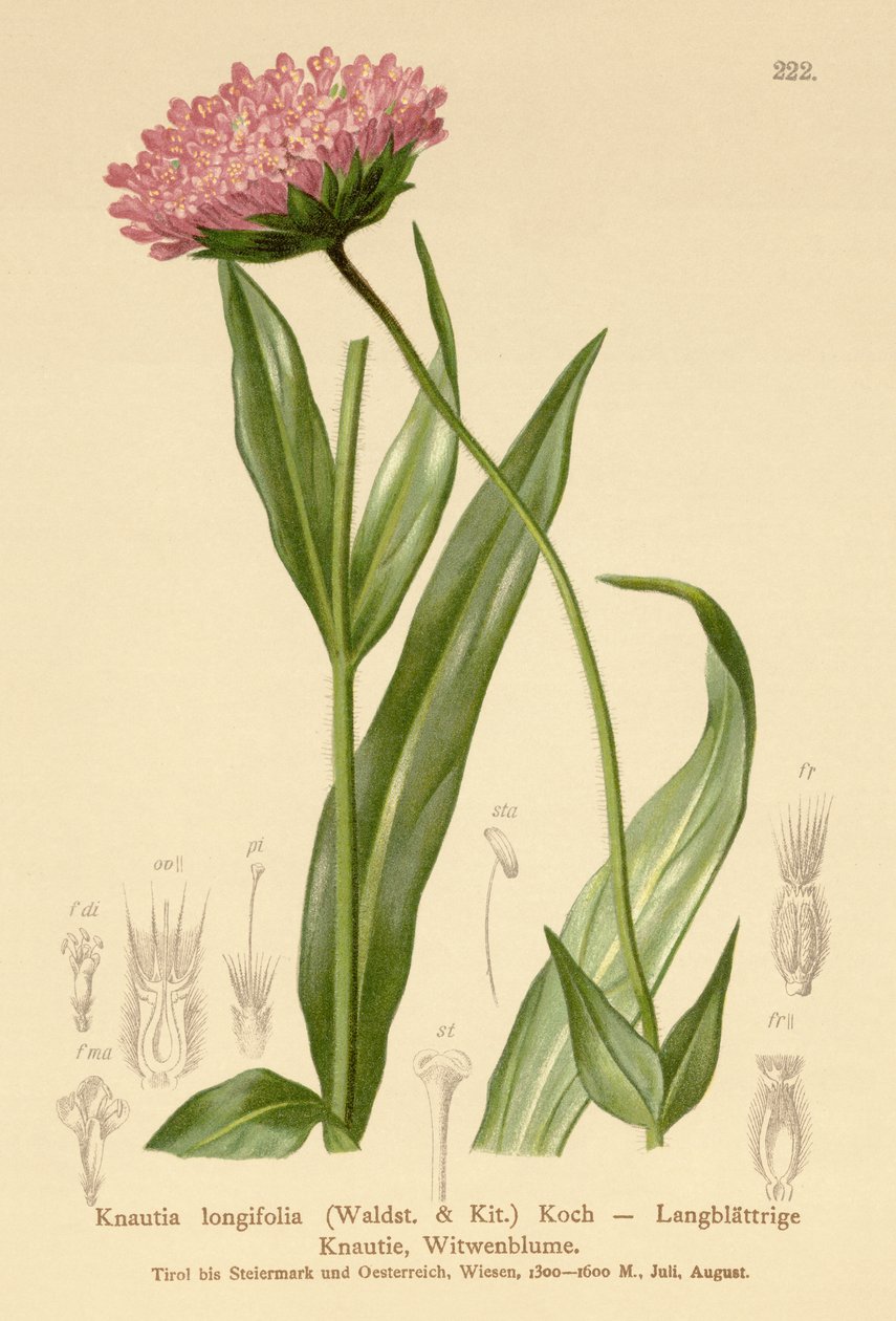 Uzun Yapraklı Dul Çiçeği (Knautia longifolia) by German School