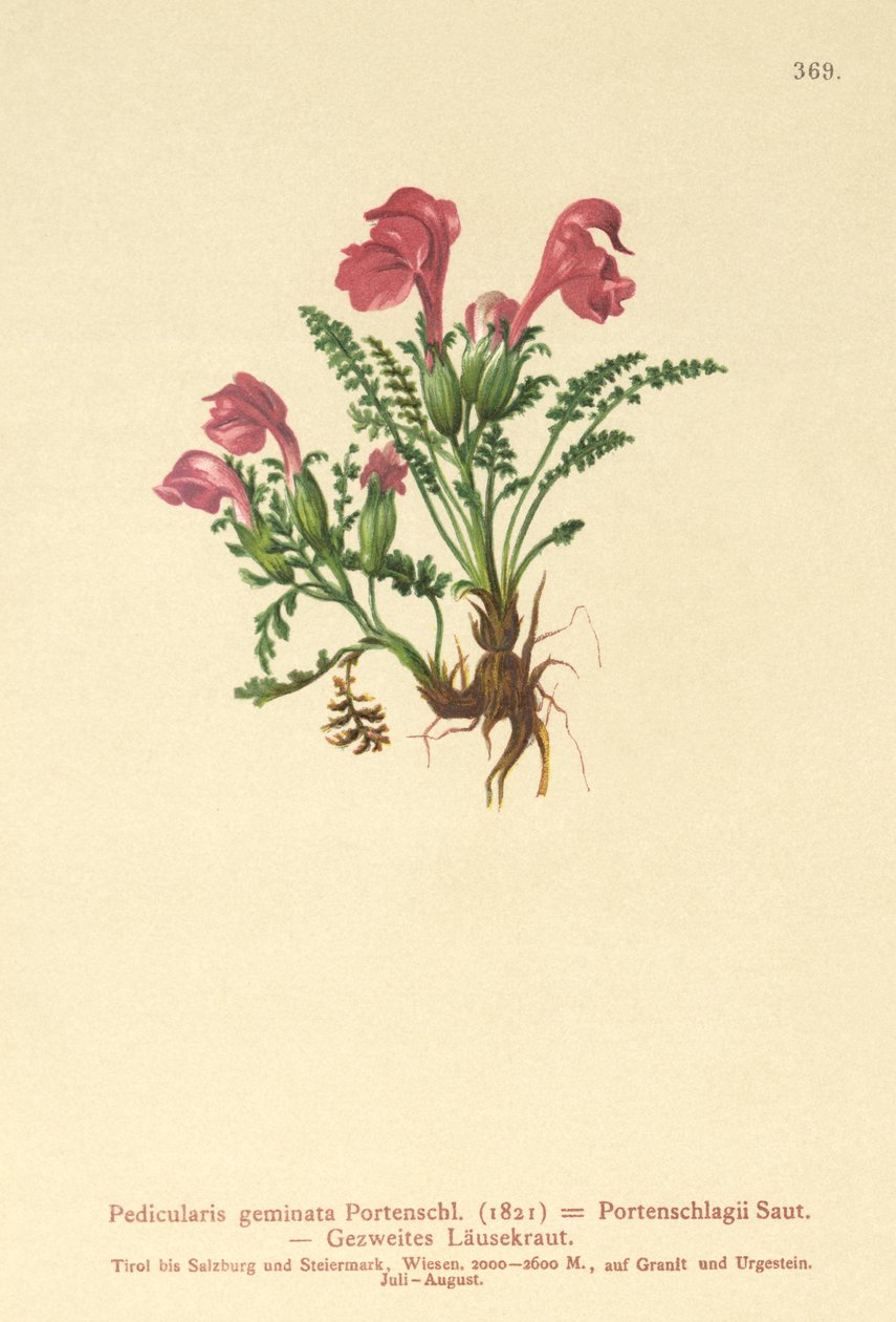 Lusewort (Pedicularis geminata, Pedicularis Portenschlagii, Pedicularis pumila) by German School
