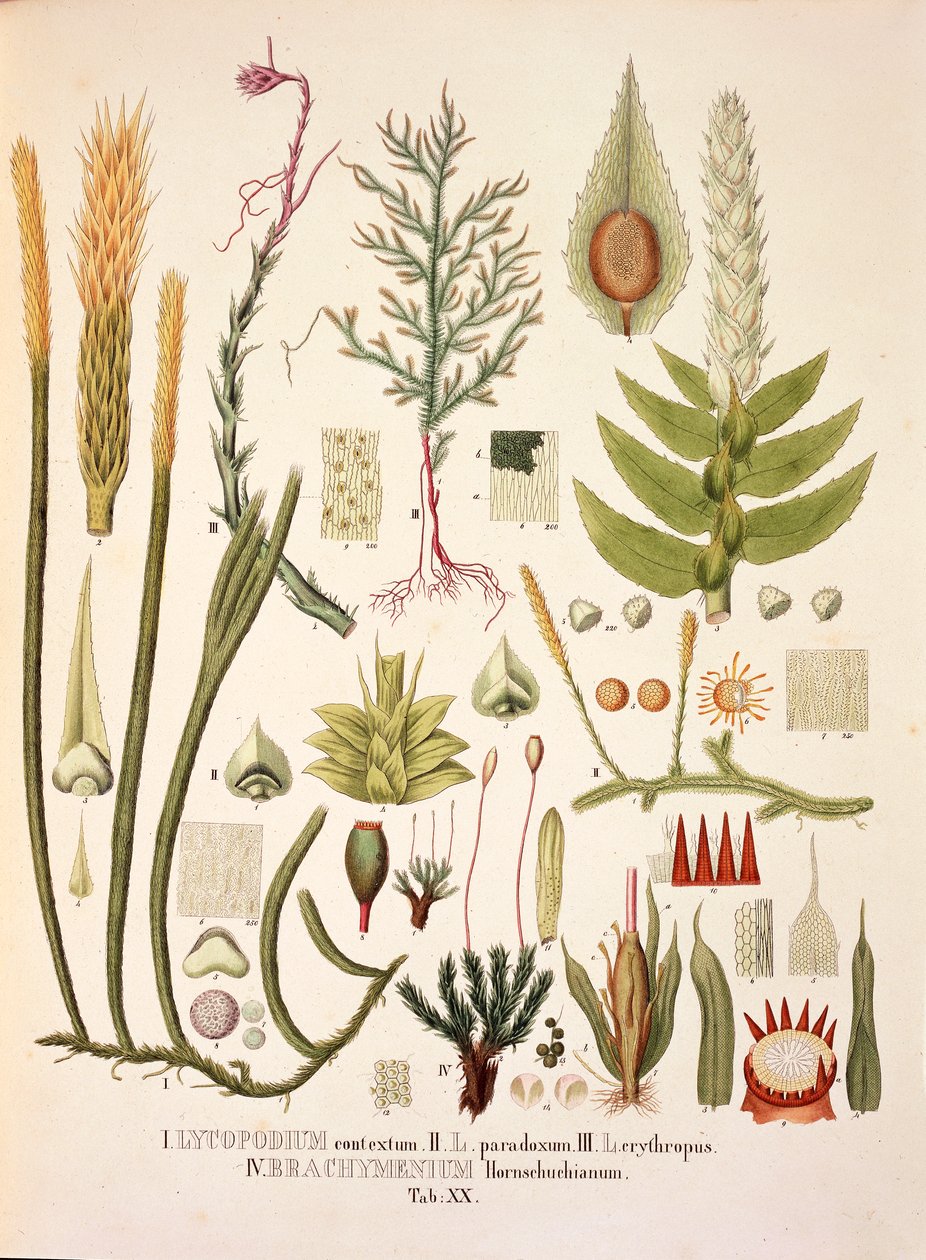 Lycopodium ve Brachymenium, Johann Baptist Von Spix ve Carl Friedrich Von Martius tarafından hazırlanan 