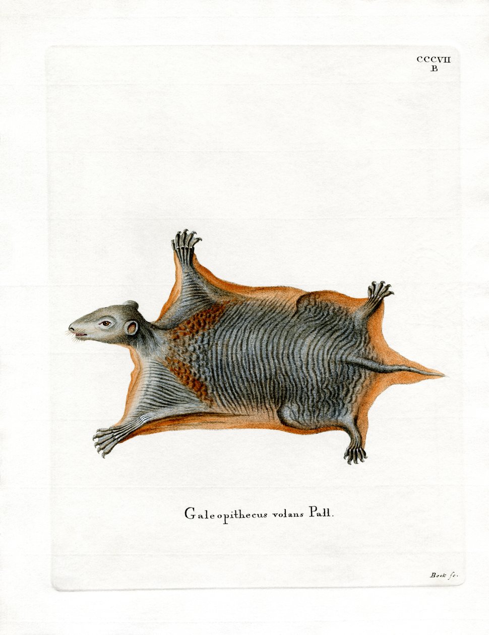 Malaya Uçan Lemur (renkli gravür) by German School
