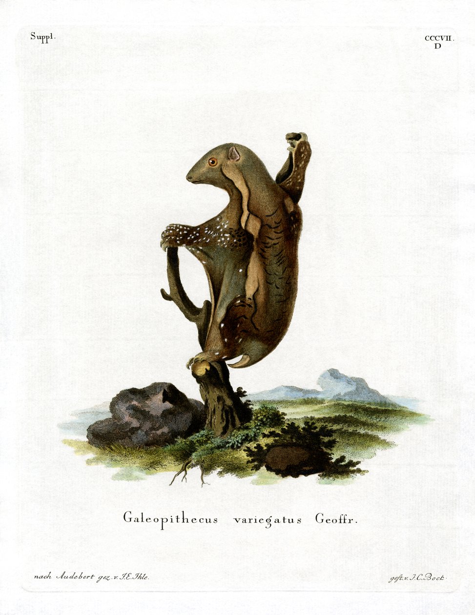 Malaya Uçan Lemur (renkli gravür) by German School