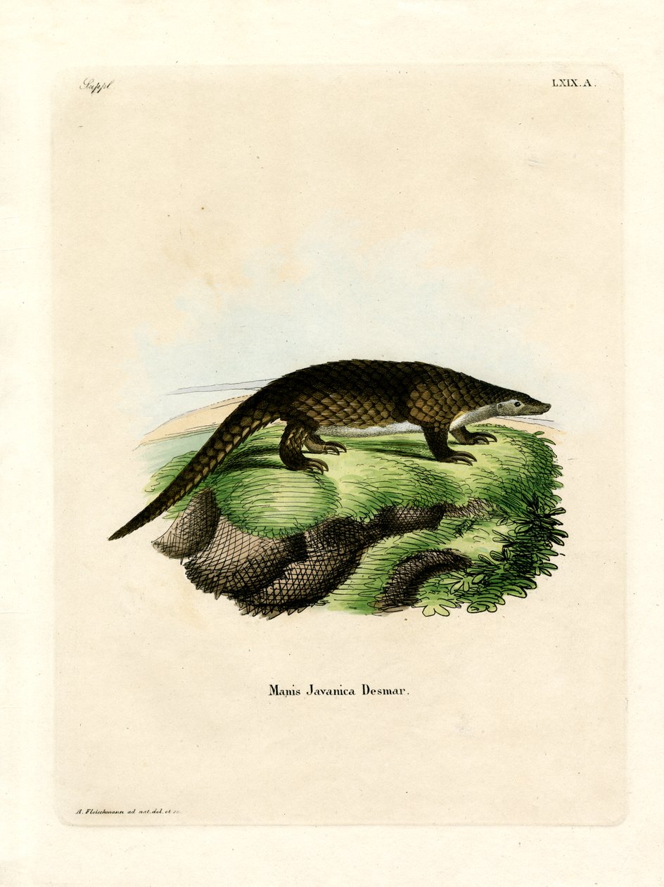 Malaya Pangolin (renkli gravür) by German School