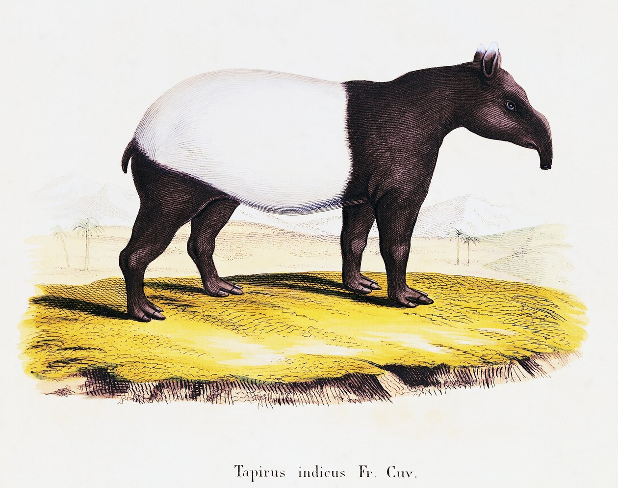 Johann Christian Daniel von Schreber (1739-1810) tarafından Doğadan tasvir edilen Memelilerden Malaya tapiri (Tapirus indicus), C Weber tarafından çizildikten sonra A Fleischman tarafından gravür, cilt 6-7, tablo 319-A, Almanya by German School