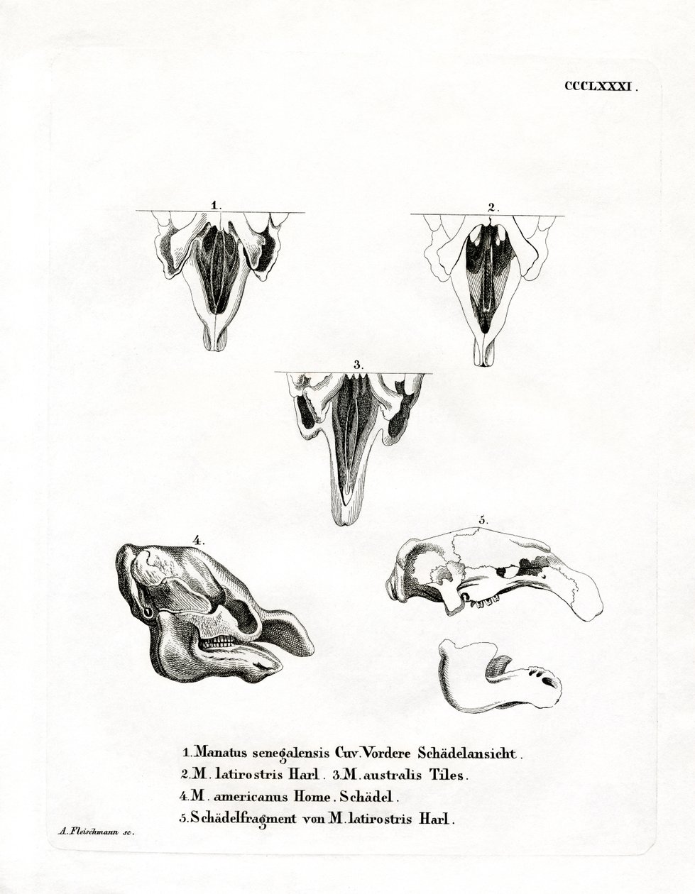 Manatee Kafatasları (renkli gravür) by German School
