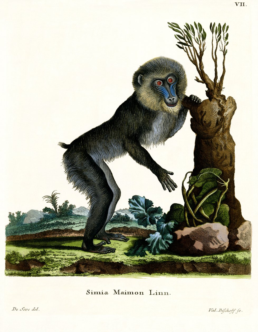 Mandrill (renkli gravür) by German School