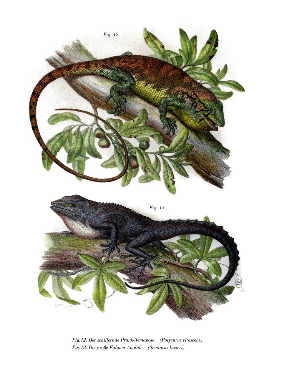 Çok renkli Bush Anole (renkli lito) by German School