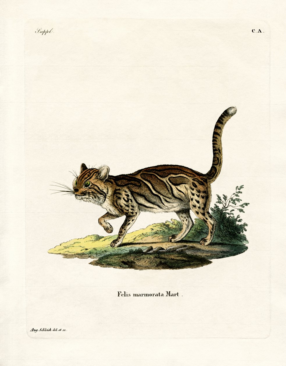 Mermer Kedi (renkli gravür) by German School