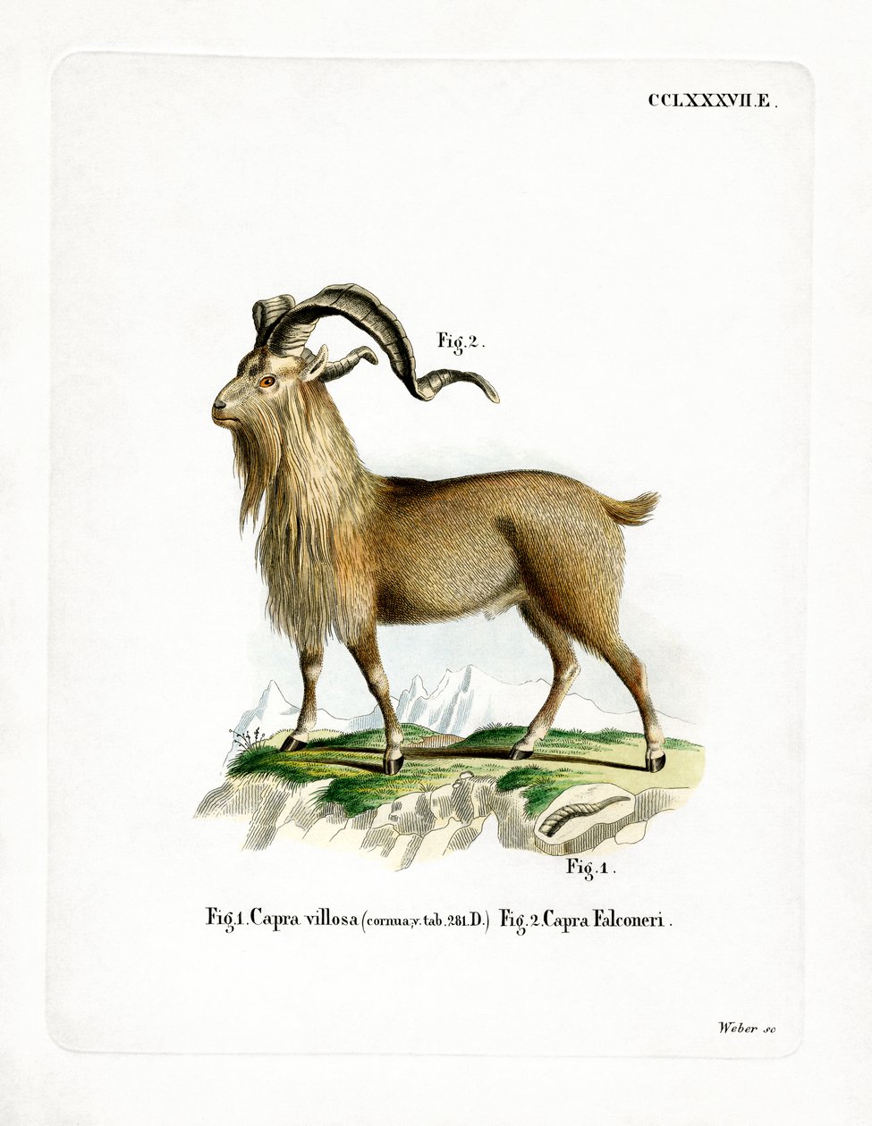 Markhor (renkli gravür) by German School