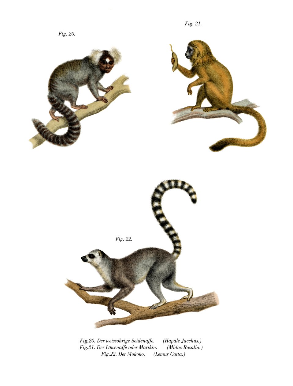 Marmoset, 1860 by German School