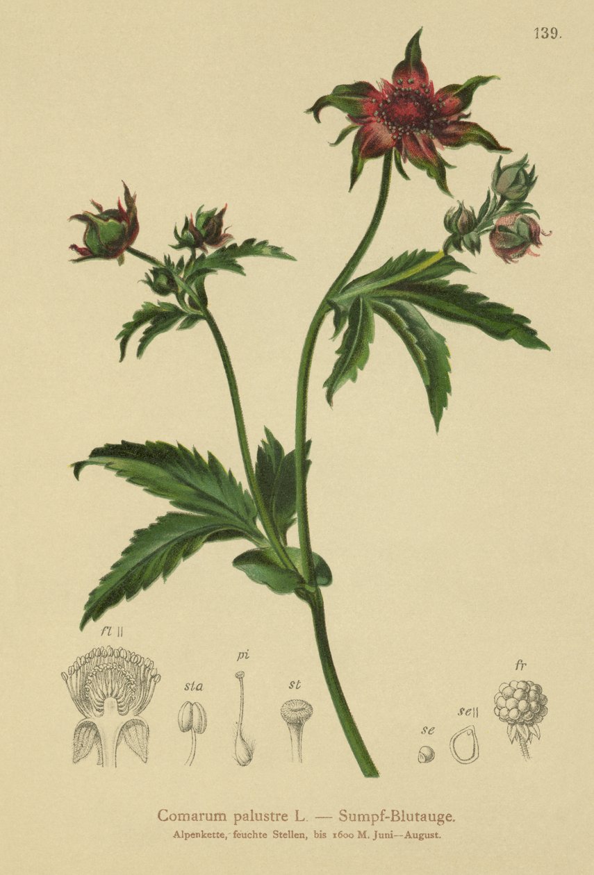 Bataklık Cinquefoil (Comarum palustre, Potentilla palustris) by German School