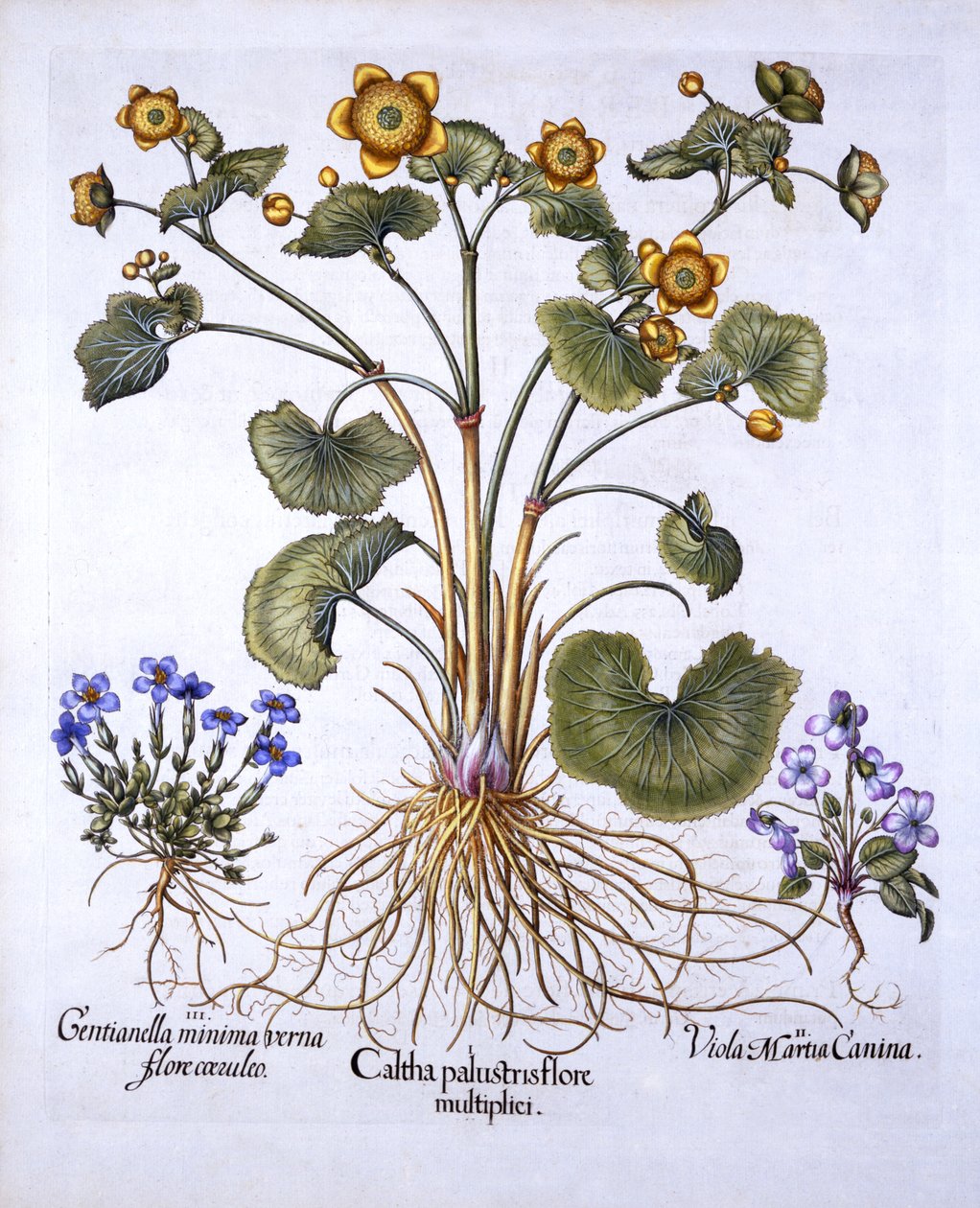Marsh Marigold, March Violet ve Spring Gentian, Hortus Eystettensis
