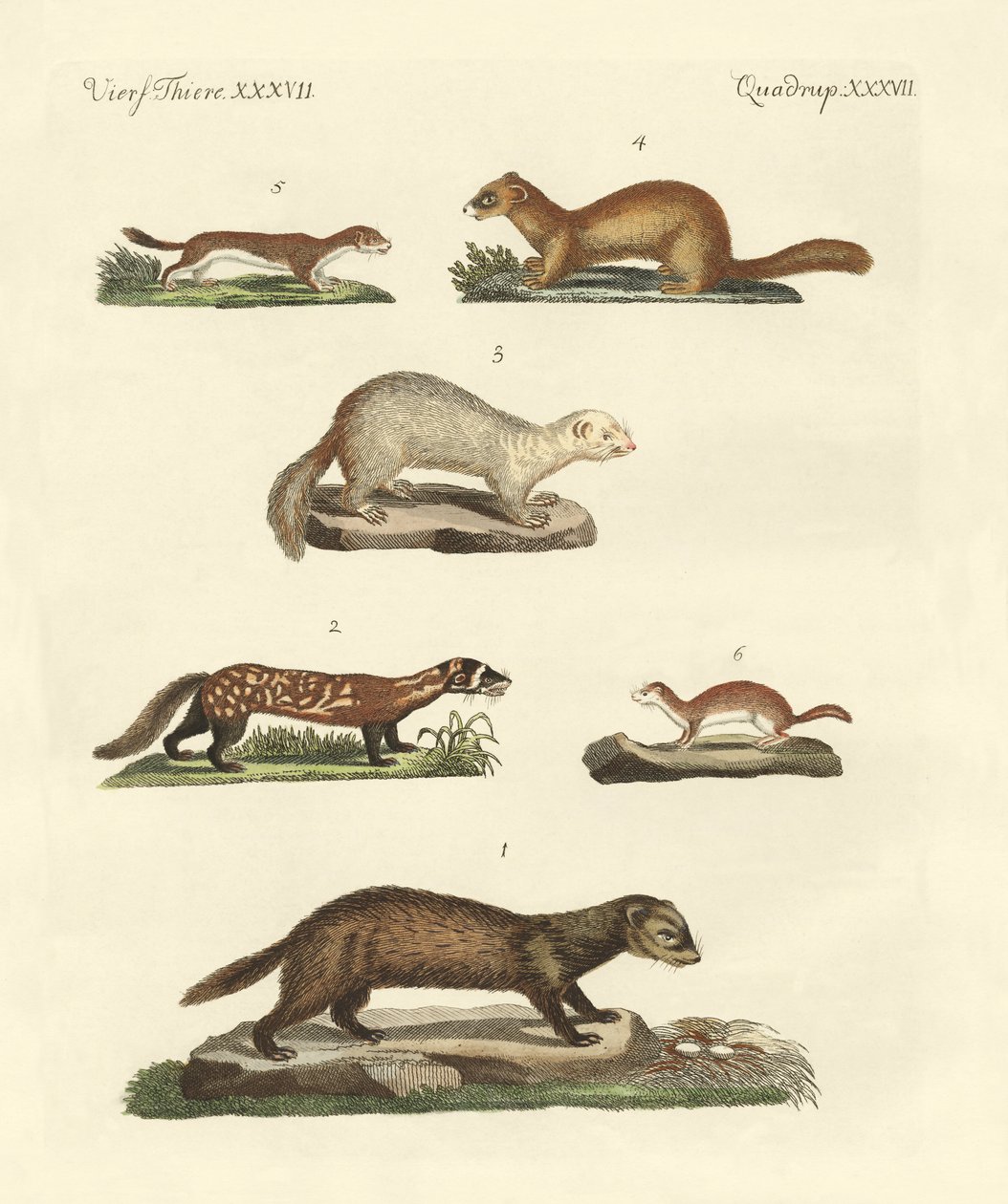 Martens ve gelincik by German School