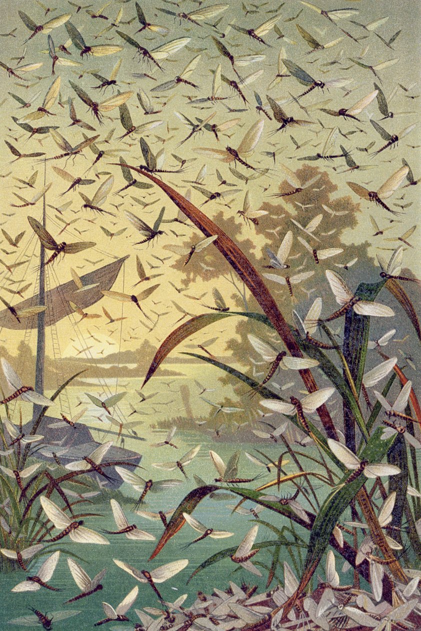Mayfly, Brehms Tierleben