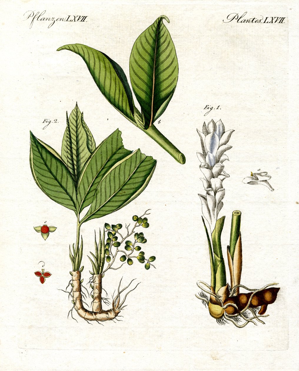 Şifalı Bitkiler by German School