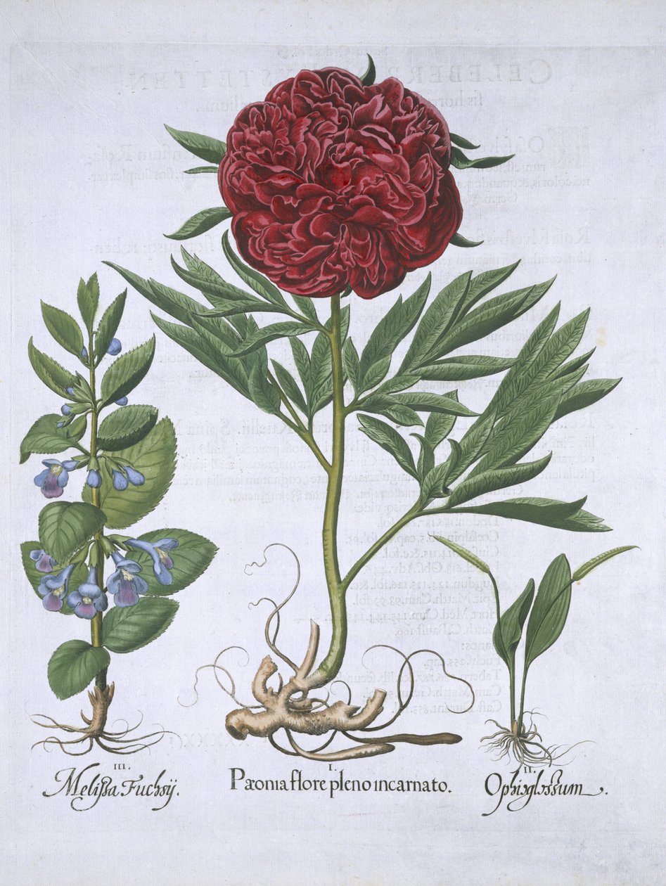 Hortus Eystettensis