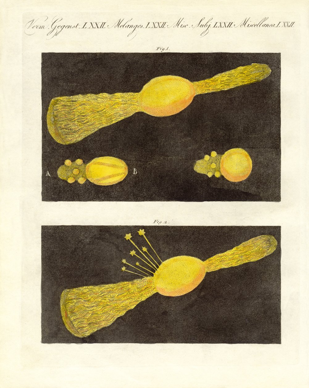 Meteor (renkli gravür) by German School