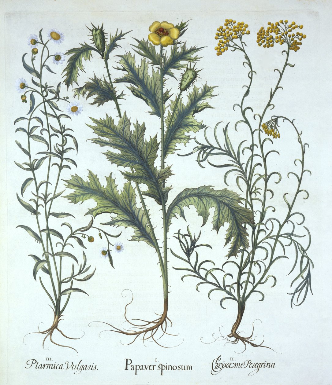 Hortus Eystettensis