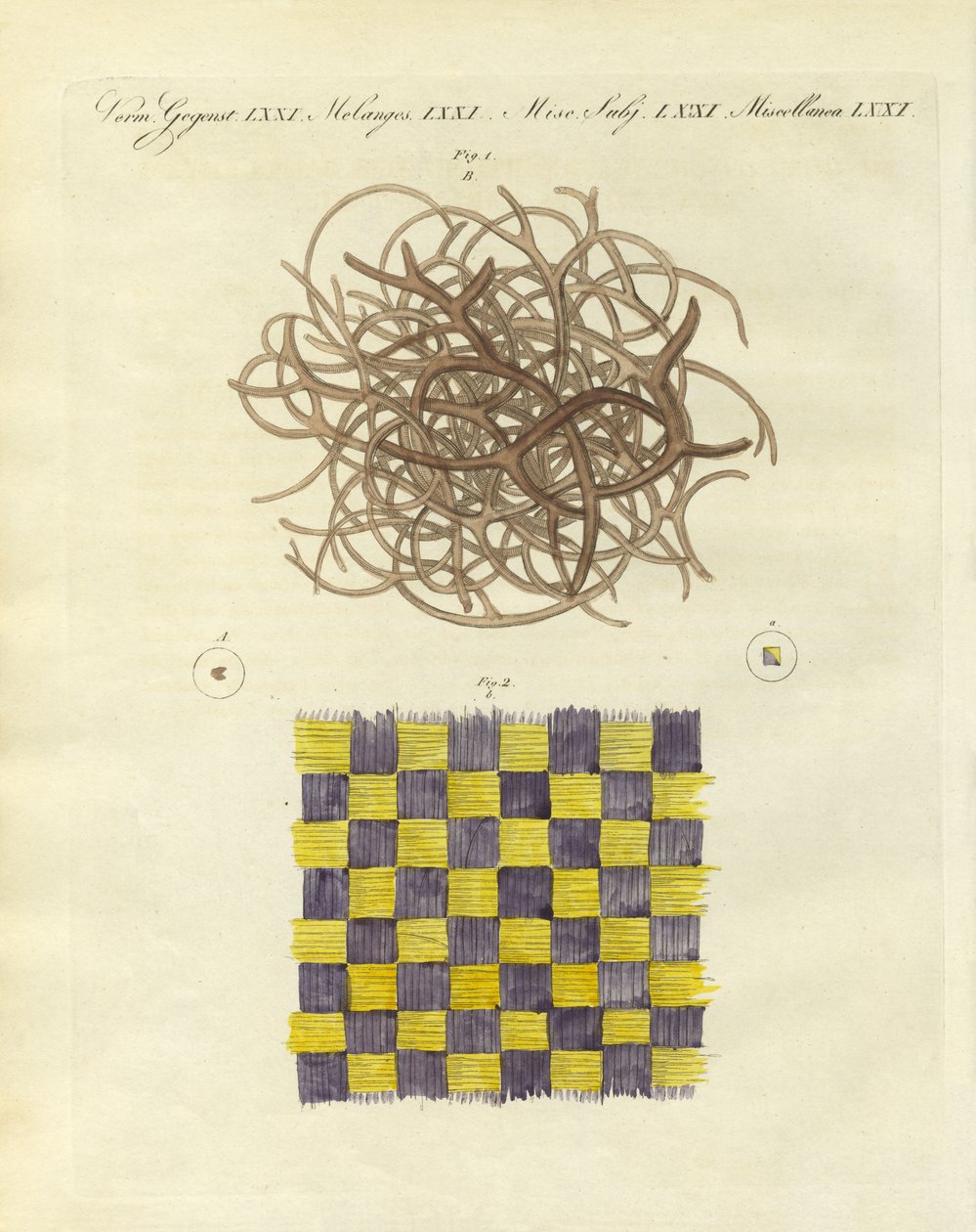Deniz süngeri ve denizanasının mikroskobik görünümü (renkli gravür) by German School