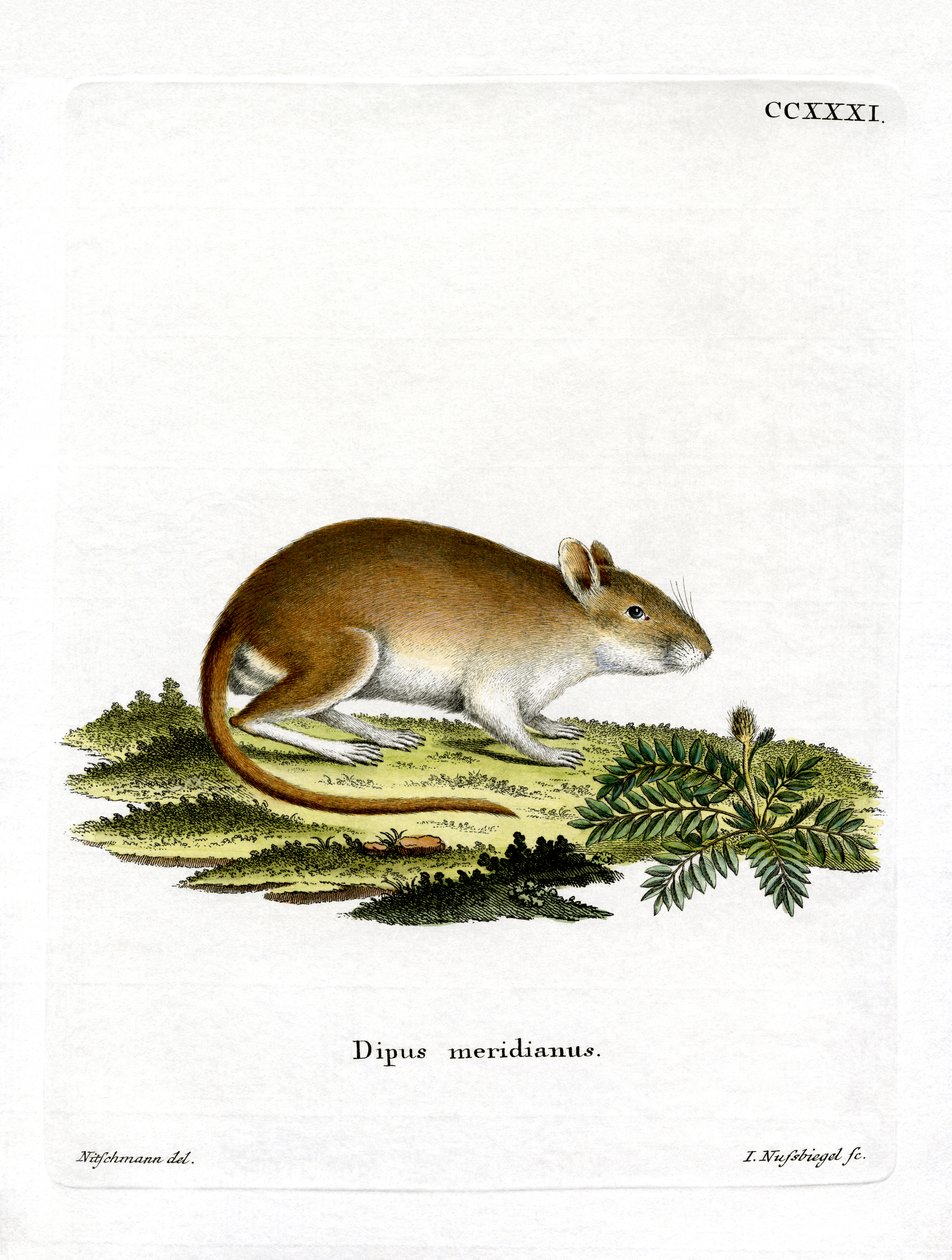 Midday Jird (renkli gravür) by German School
