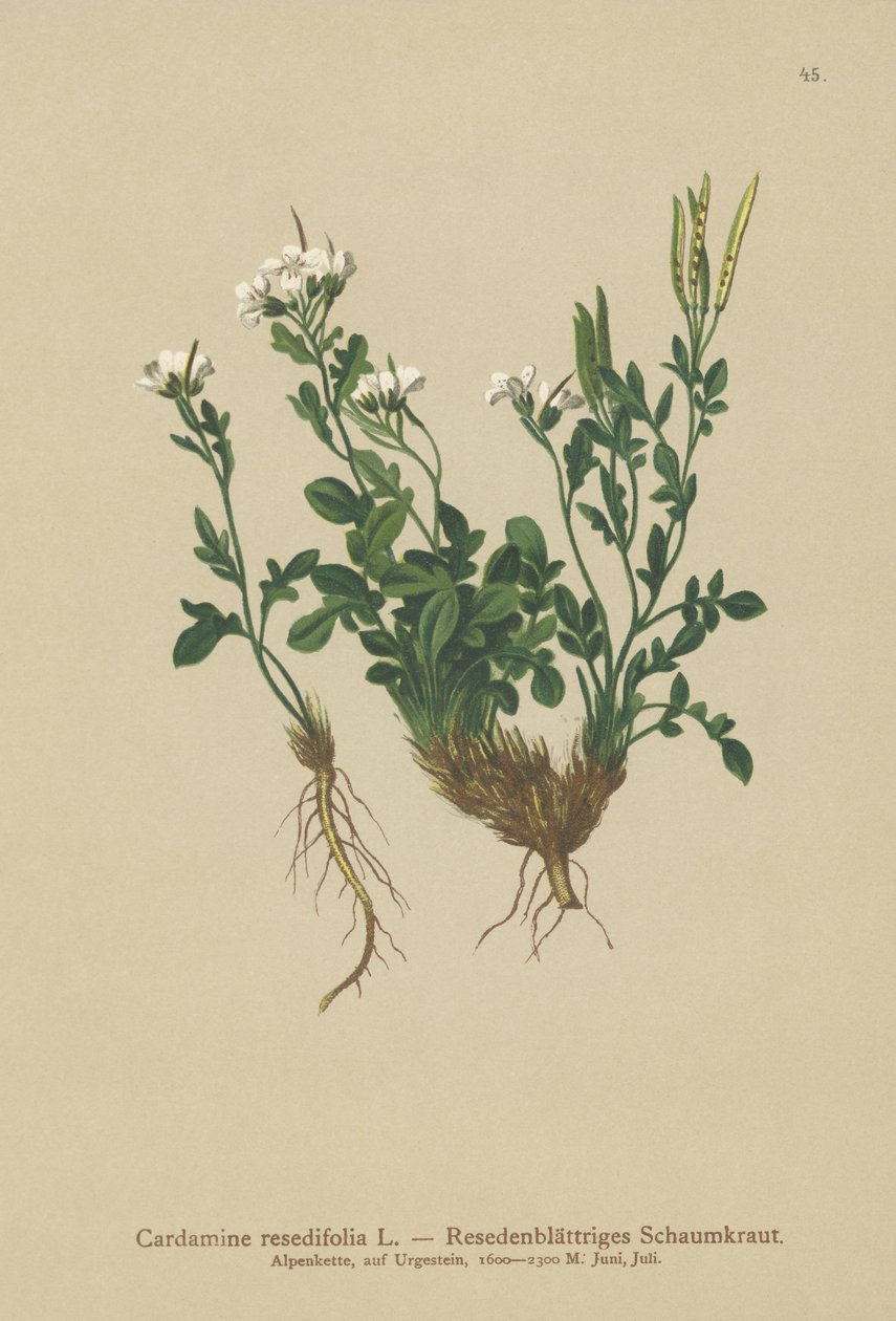 Mignonette Yapraklı Acı Tere (Cardamine resedifolia, Arabis bellidioides, Cardamine heterophylla) by German School