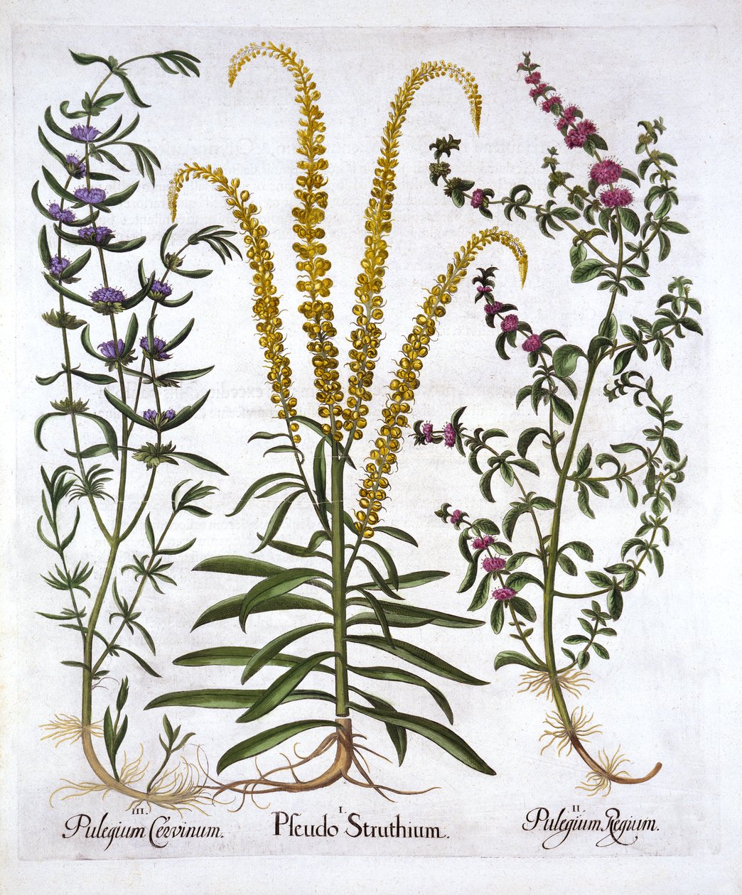 Hortus Eystettensis