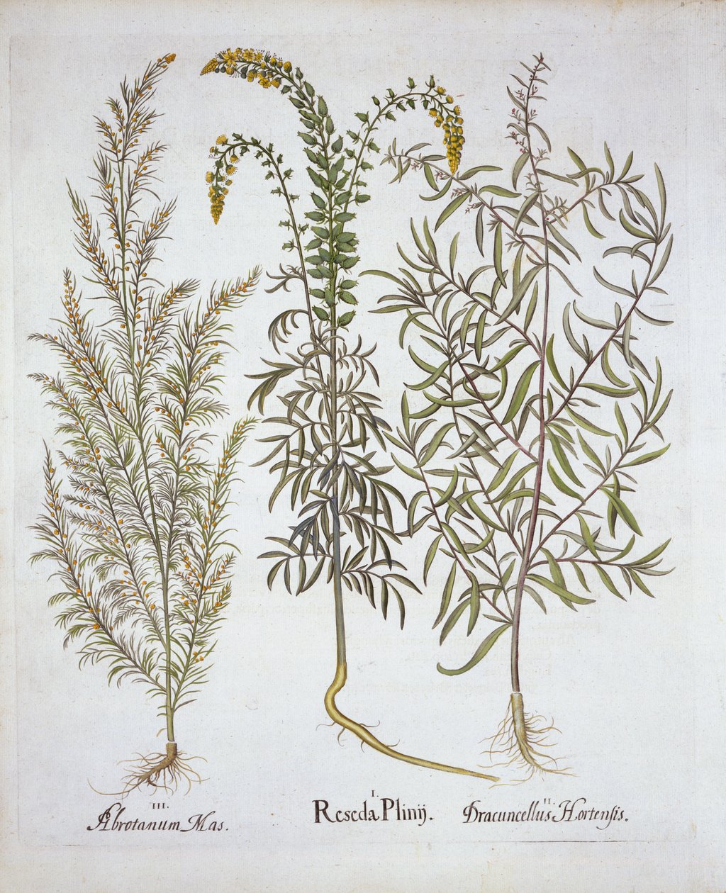 Hortus Eystettensis