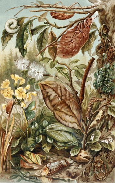 Mimicry of Insects, "Brehms Tierleben: Allgemeine Kunde des Tierreichs", cilt 9, s.10, Bibliographisches Institut tarafından yayınlanan plaka by German School
