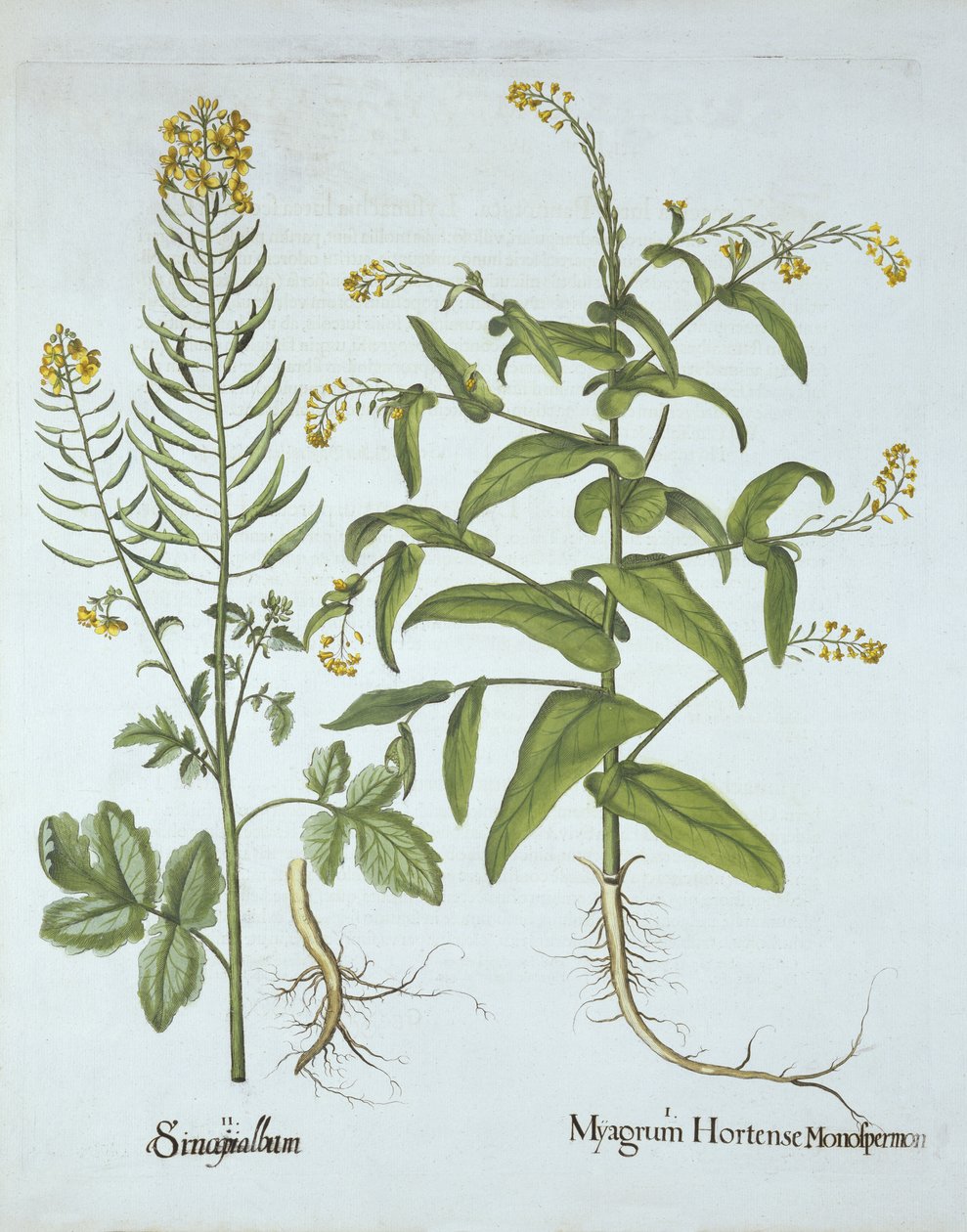Hortus Eystettensis