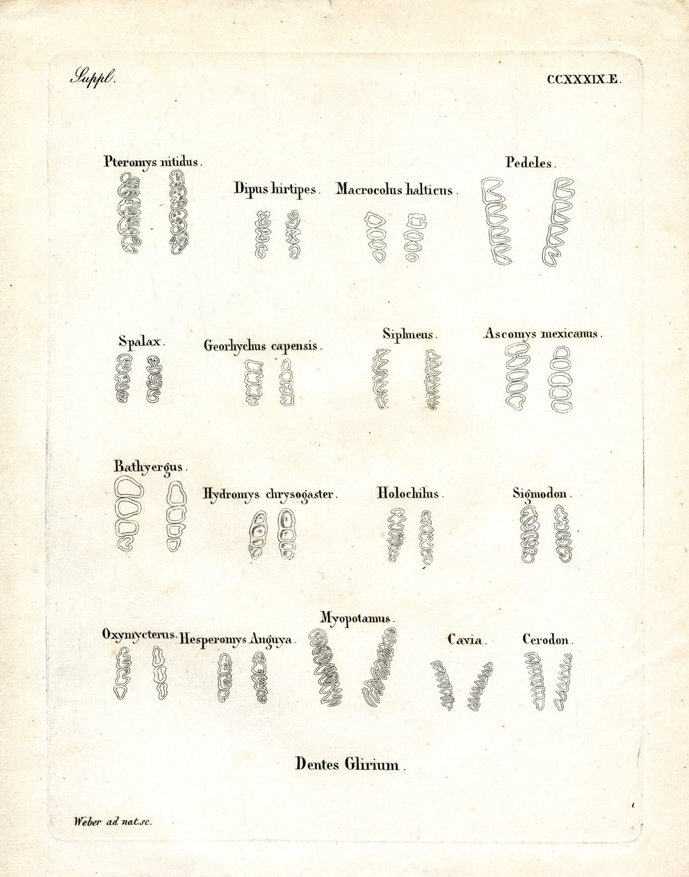 Azı dişleri (renkli gravür) by German School