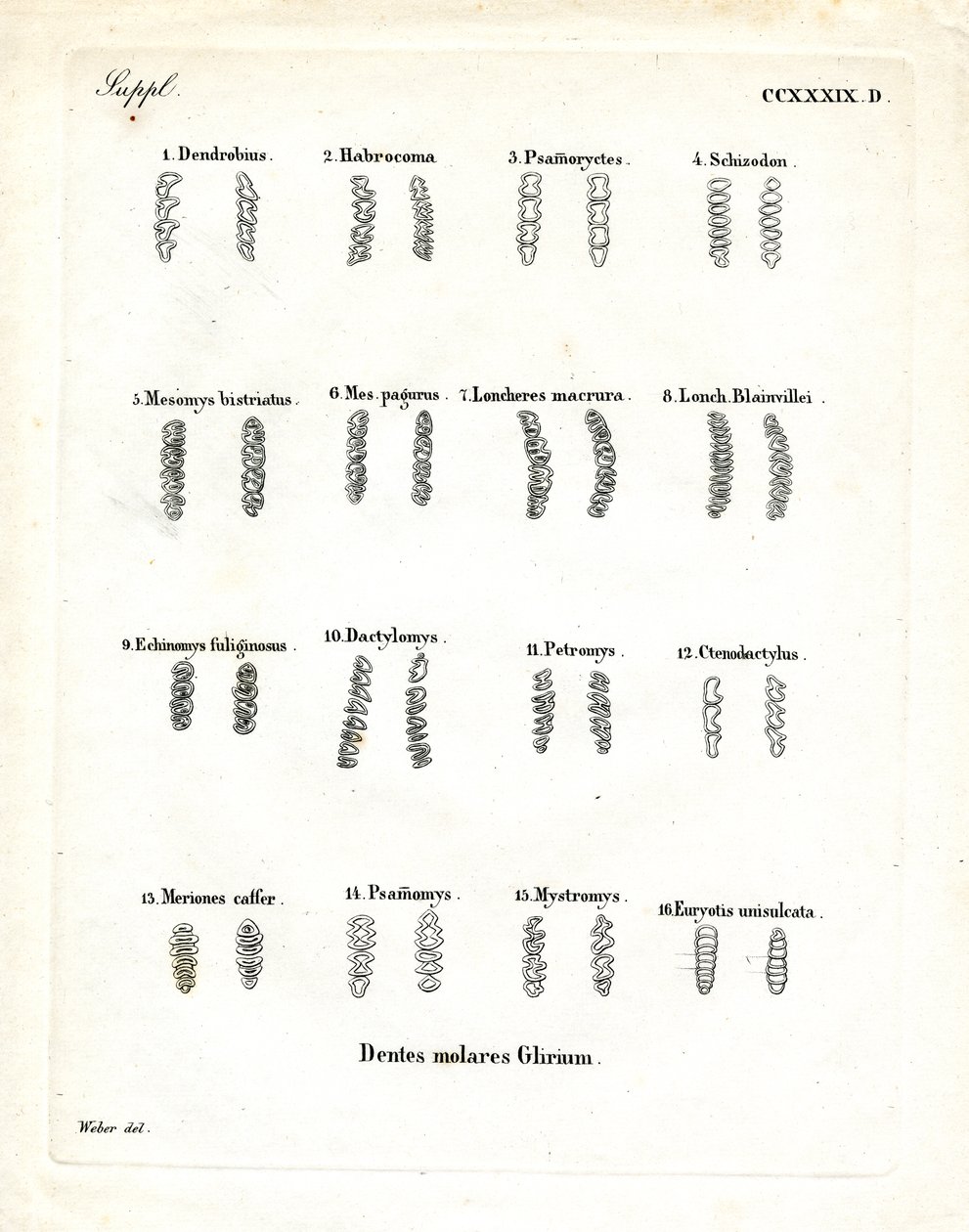 Azı dişleri (renkli gravür) by German School