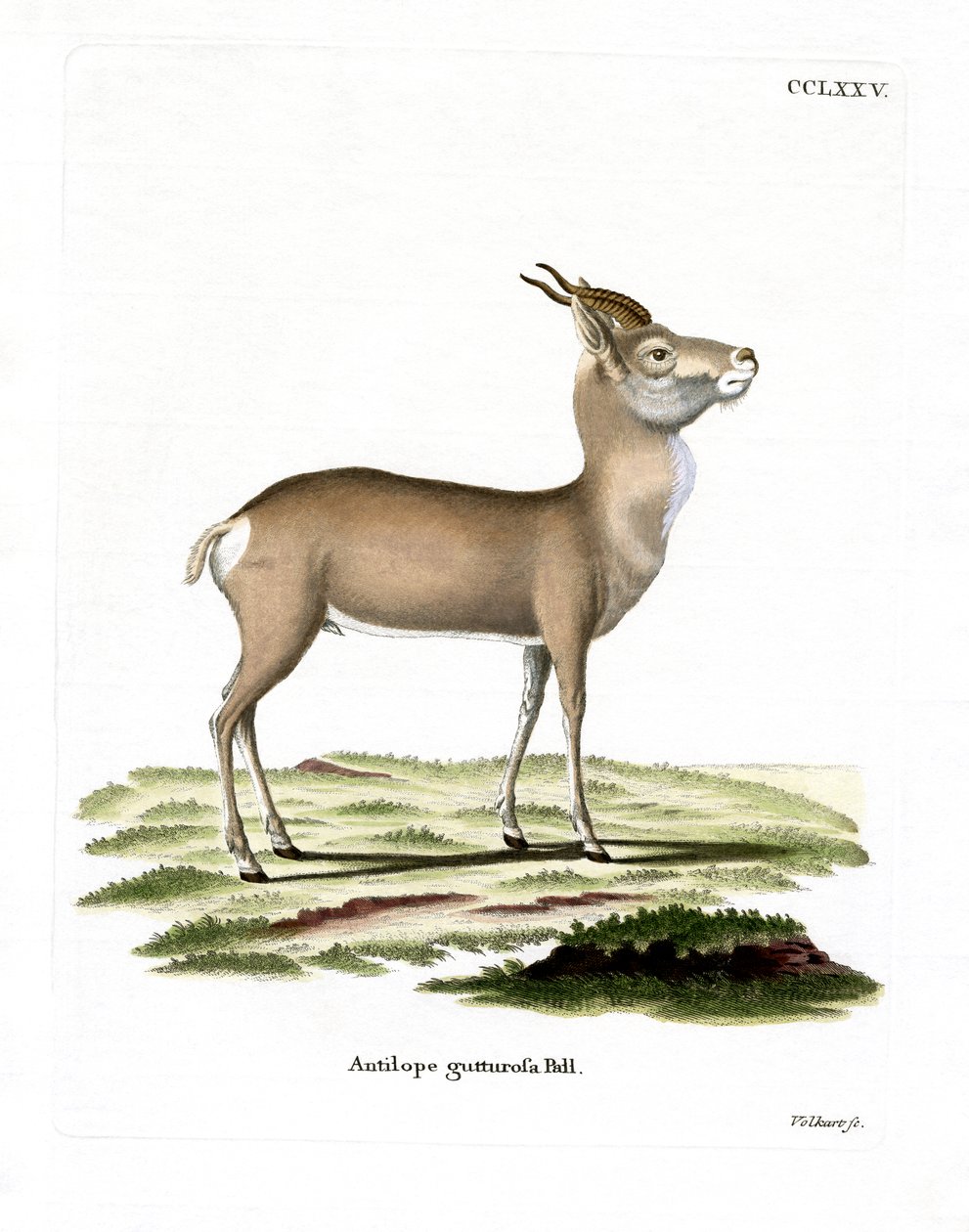 Moğol Ceylanı (renkli gravür) by German School