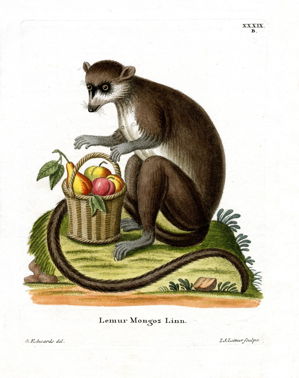 Mongoose Lemur (renkli gravür) by German School