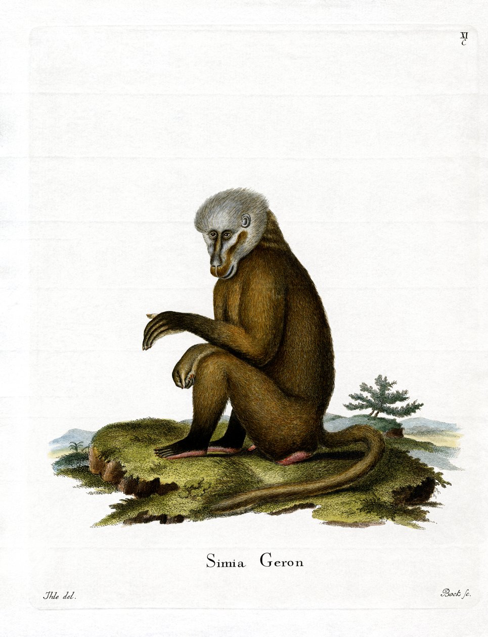 Maymun (renkli gravür) by German School