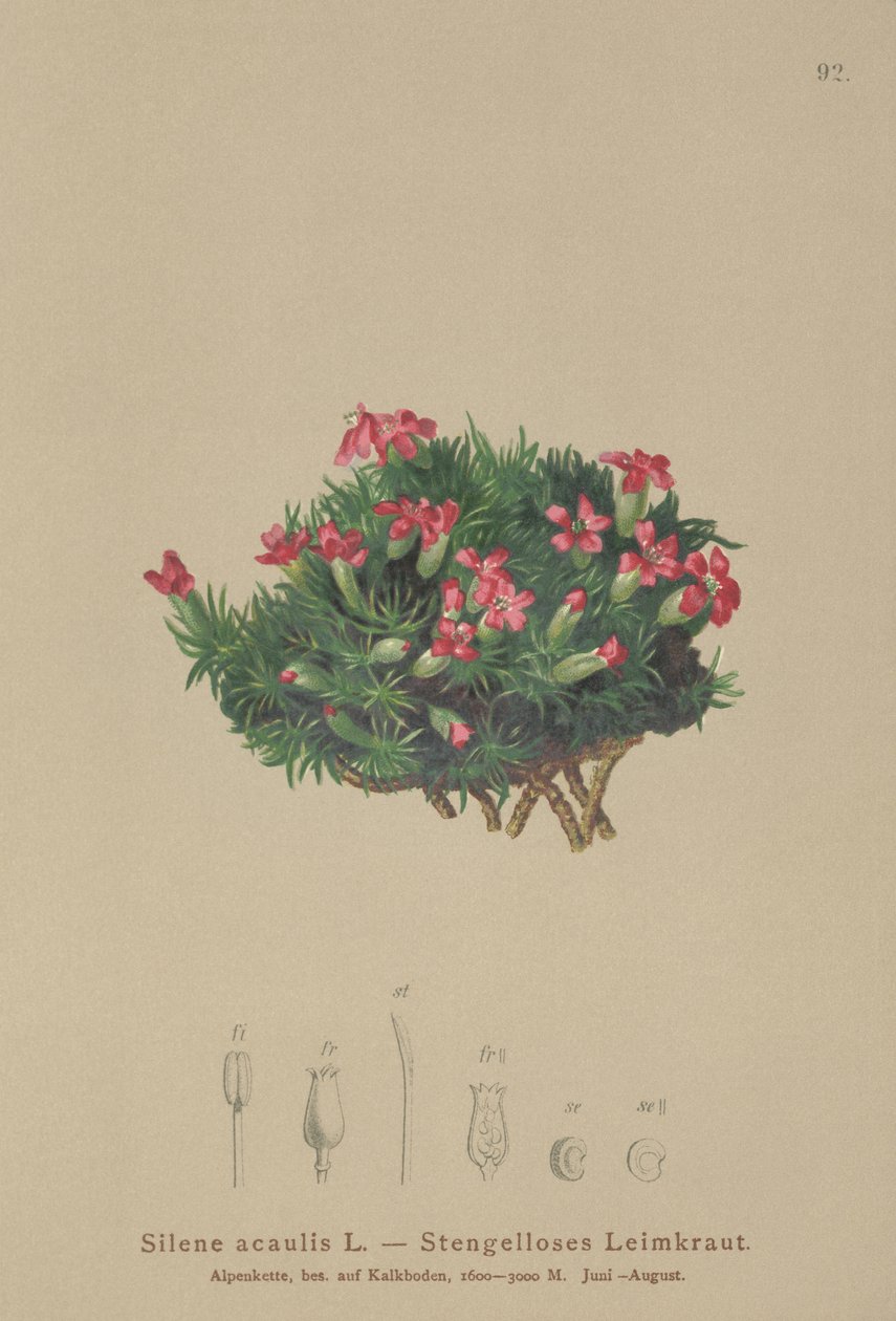 Moss Campion (Silene acaulis) by German School