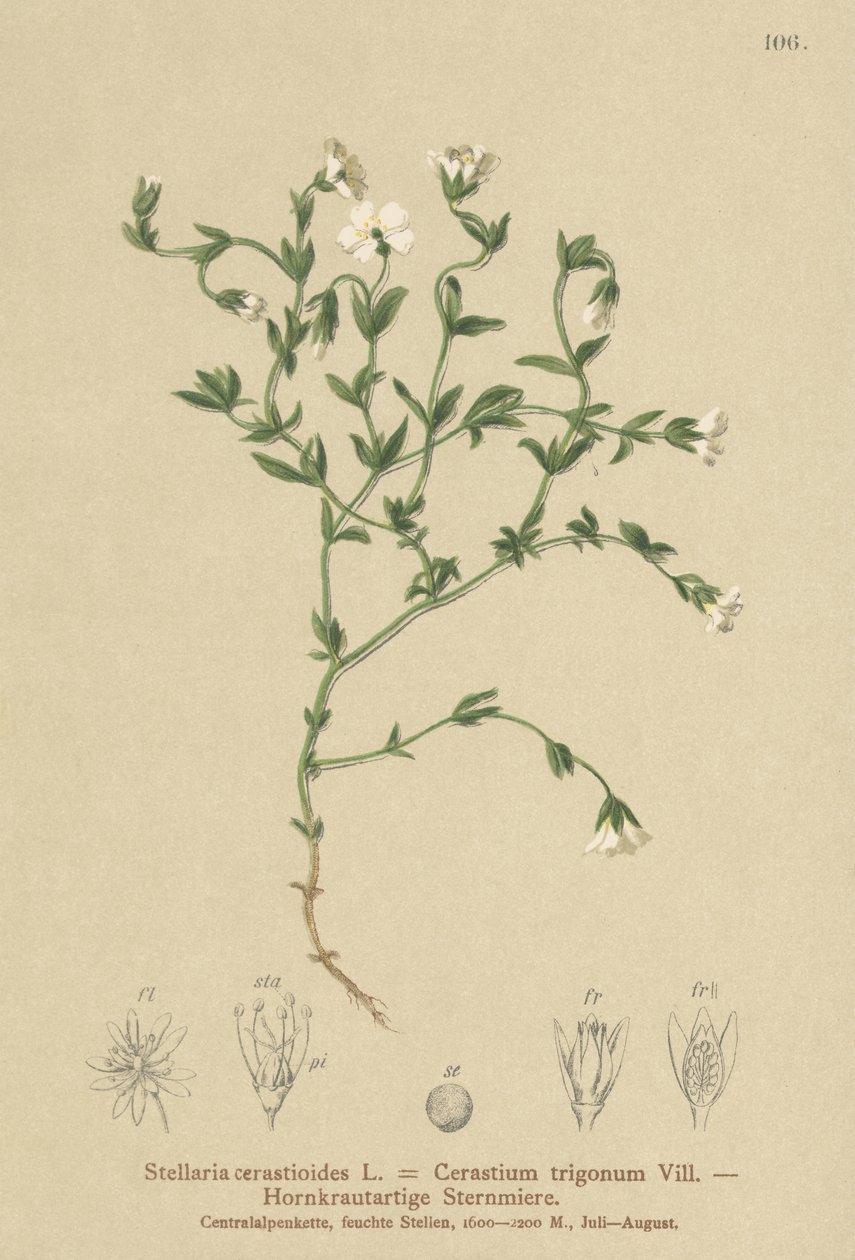 Dağ Chickweed (Stellaria cerastioides, Cerastium trigonum) by German School