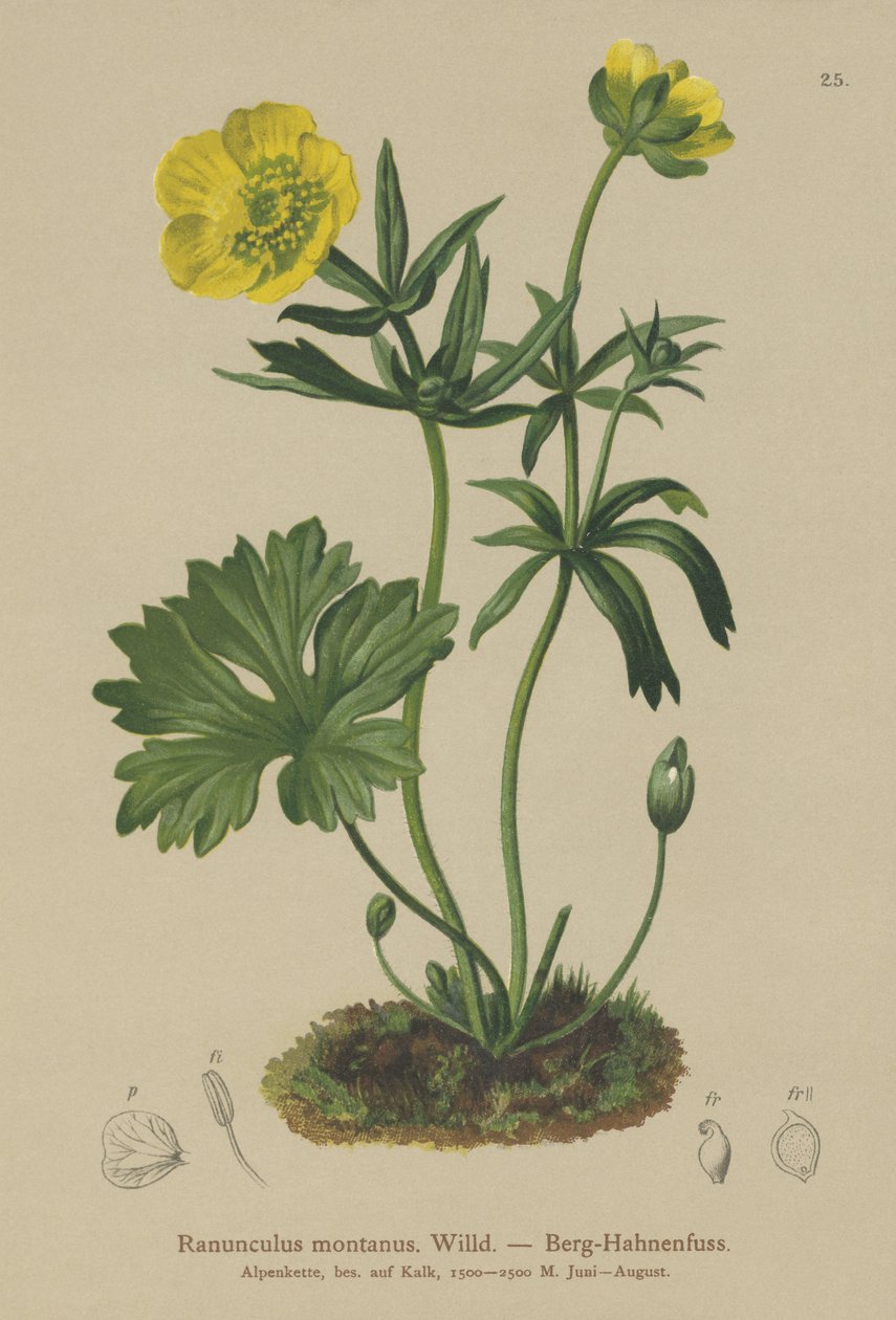 Dağ Crowfoot (Ranunculus montanus) by German School
