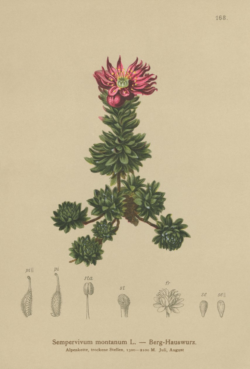 Dağ Evileek (Sempervivum montanum) by German School